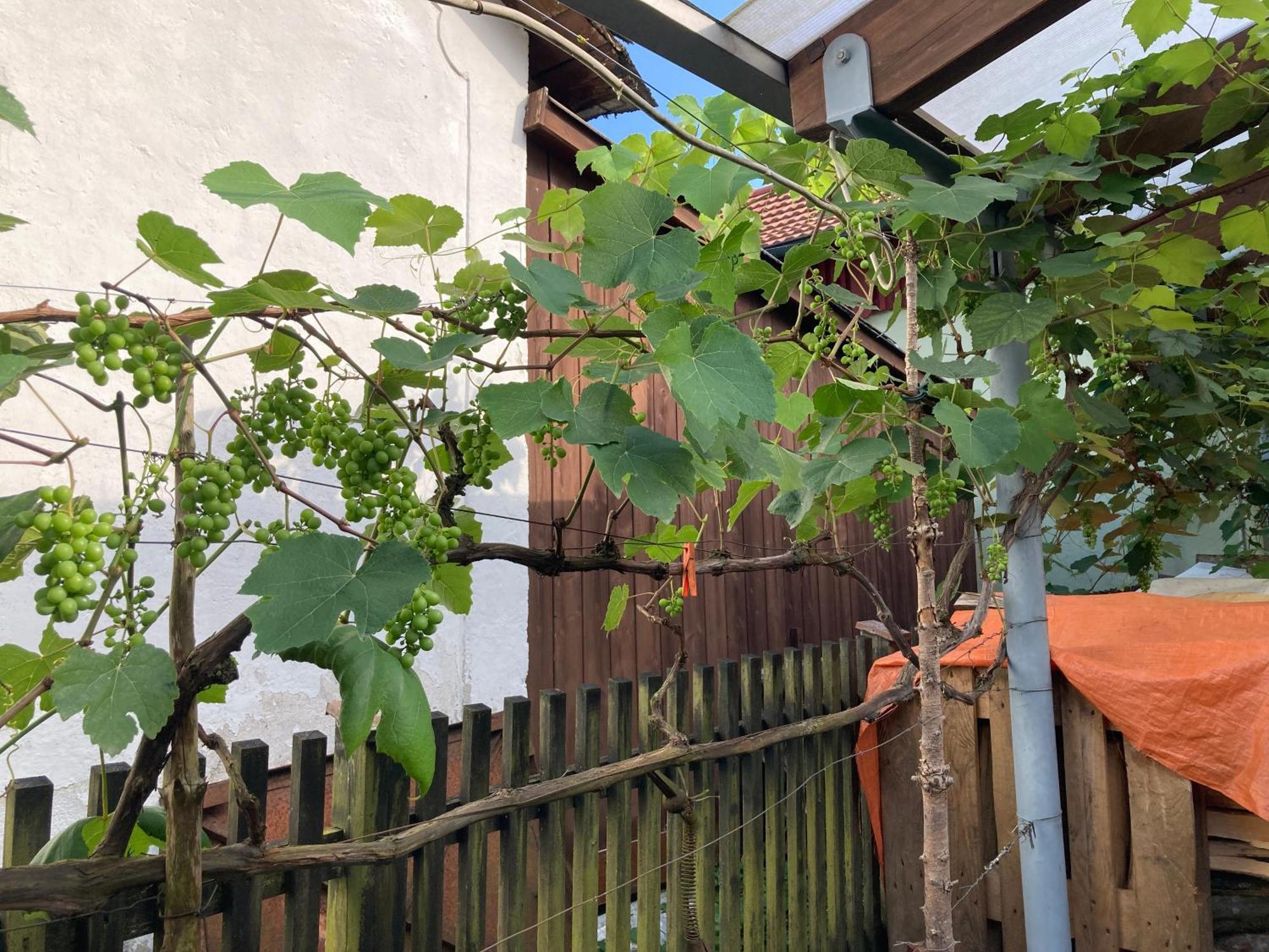 Ferienwohnung Schreiner Wernstein am Inn Dış mekan fotoğraf